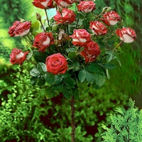 planten