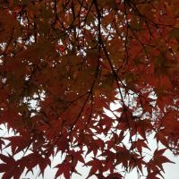 japanse tuin herfstbladeren