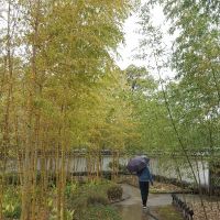 japanse tuin bamboe
