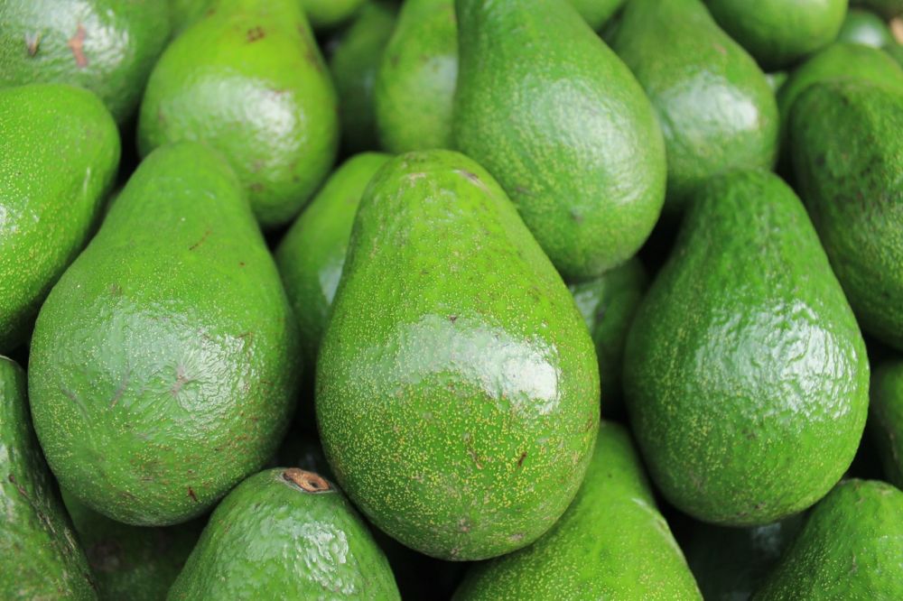 avocado kweken