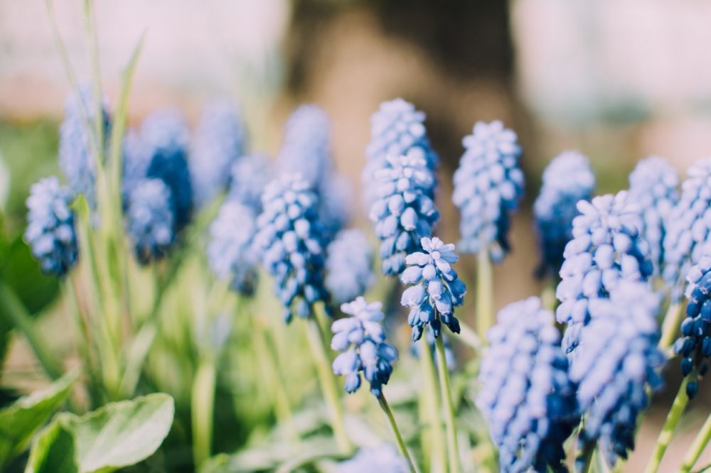 blauwe druifjes