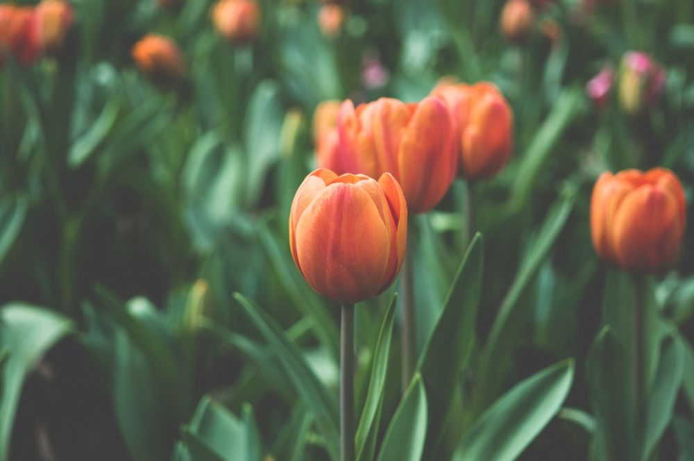 tuinwerkzaamheden in april