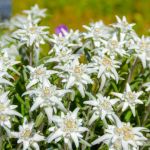 Alpen-edelweiss